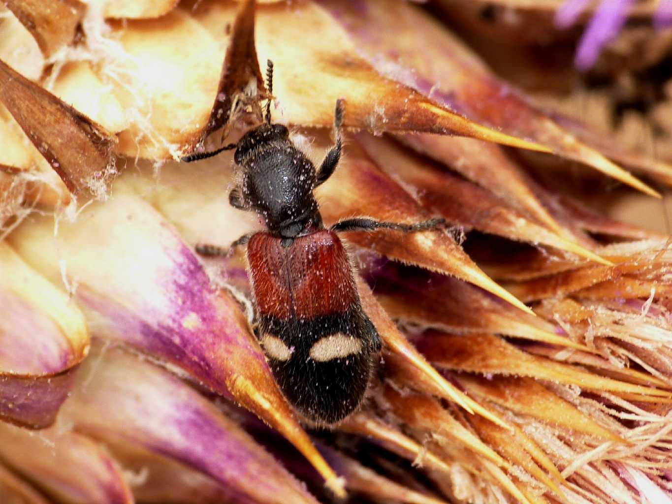 Tilloidea transversalis sarda